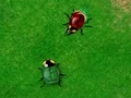 Beetle Wars për të luajtur online