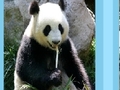 Puzzle panda për të luajtur online