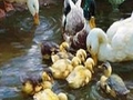 Familja Duck për të luajtur online