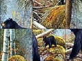 Bears pranë liqenit për të luajtur online